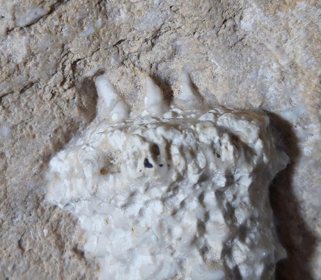 Teleiocrinus rudis (HALL 1859) - Bild &copy; FossNet FossilienStore